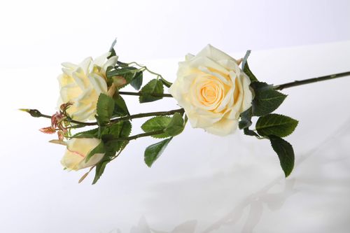 Hybrid Tea Rose Spray palest primrose